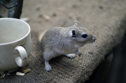 Hausmaus - Klimasch GmbH, Hameln