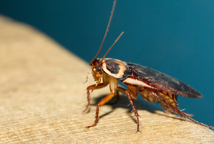 Schabe - Klimasch GmbH, Hameln