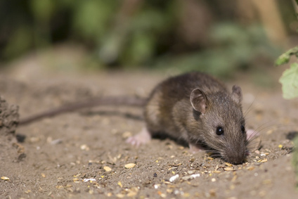 Wanderratte - Klimasch GmbH, Hameln